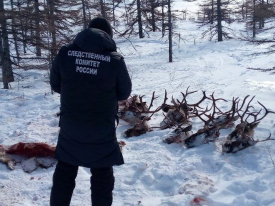 Суд отпустил домой обвиняемых в убийстве 26 северных оленей на Сахалине