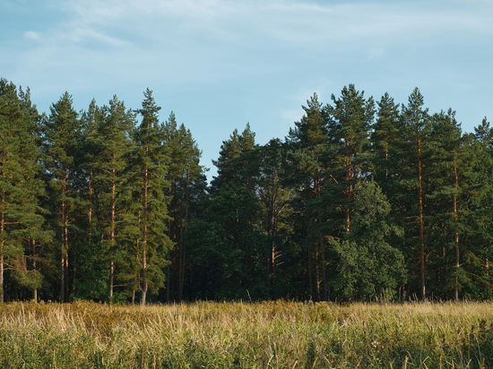 До 4 июня жителям Брянской области запретили посещать леса