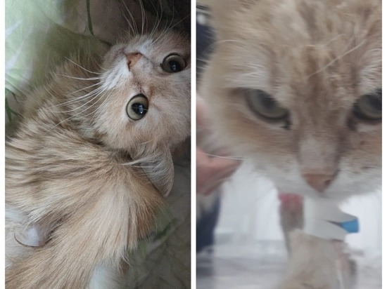 В Новосибирске спасают найденного в заброшенной деревне котёнка с лейкозом