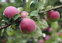 В Подмосковье жительница Орехово-Зуевского района написала заявление в полицию на местный питомник, в котором продавались украинские сорта яблонь