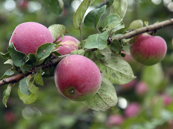 В Подмосковье написали заявление на питомник из-за продажи украинского сорта яблонь