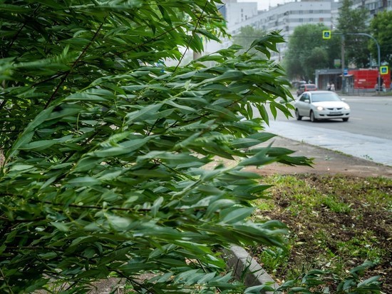 Южноуральцев предупредили о штормовом ветре