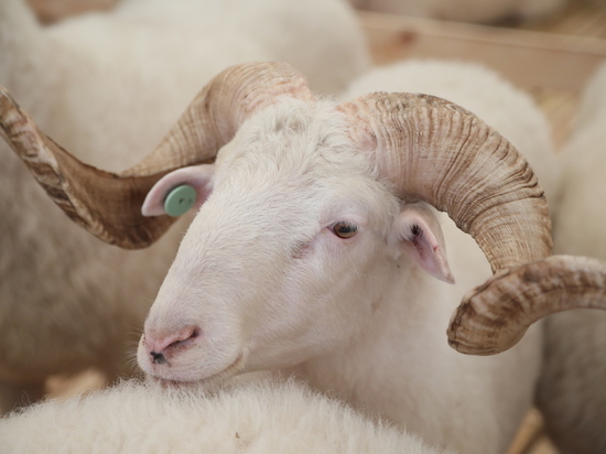 Сразу 13 сельхозорганизаций представляют Ставрополье на всероссийской выставке овец и коз