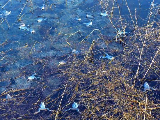Брачные игры голубых лягушек наблюдают Павлово-Посадские лесничие