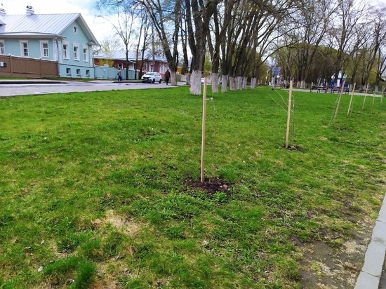 Порядка 700 деревьев высадили в Вологде этой весной