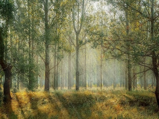 Вячеслав Гладков ответил на вопрос белгородки о прогулках за грибами по лесу