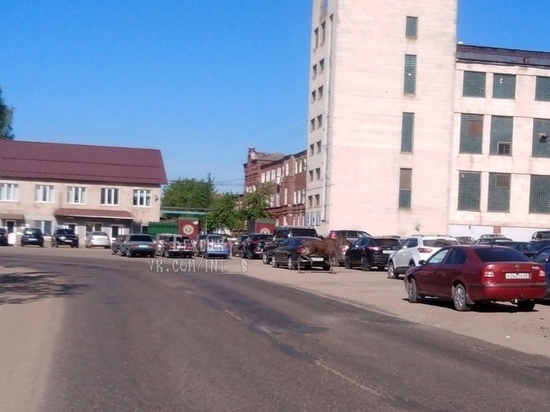 В Тверской области на стоянке среди иномарок стоял лось