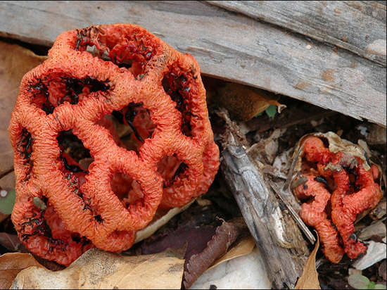 Ядовитый гриб из Сочи не приживется в Донбассе
