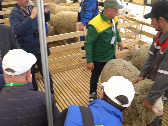 В Дагестане завершился первый день работы XXIII выставки овец и коз