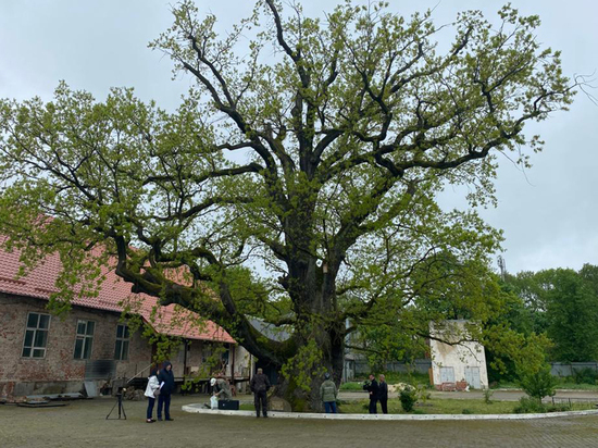 В Ладушкин 16 мая прибыли эксперты для исследования старовозрастного черешчатого дуба