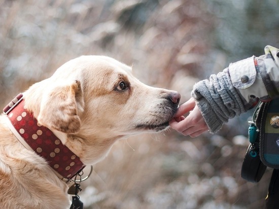 Ветеринар дала советы, как ухаживать за пожилой собакой
