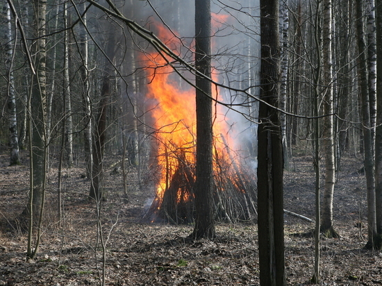 Северянам напомнили о важности соблюдения правил пожарной безопасности в лесу