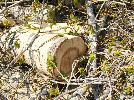 Рабочий пострадал при валке леса в Приамурье