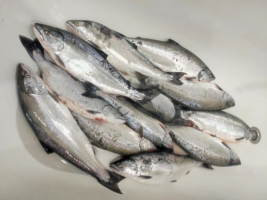 «Хороша!»: рыбак похвастался крупным уловом симы на Сахалине