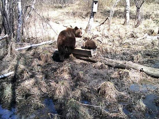 В заказнике Новосибирской области медвежонок попал в фотоловушку