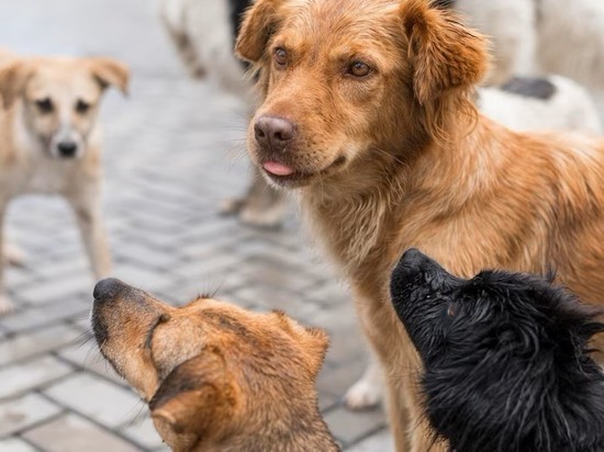 Судьбу бездомных собак в Томской области будет решать губернатор