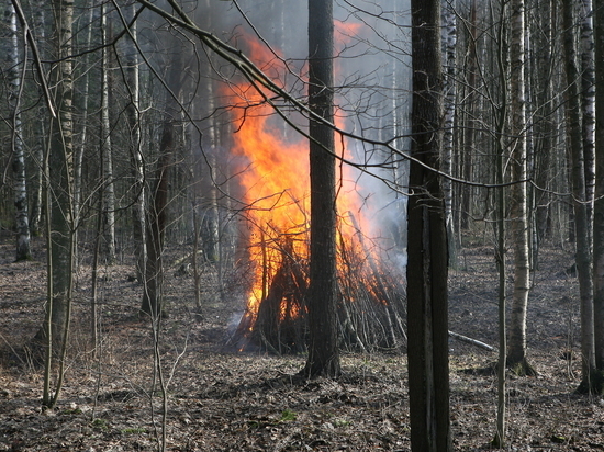 На территории новгородских лесов начал действовать особый противопожарный режим