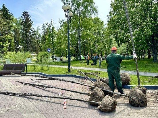 В белгородском парке Победы высадят 93 дерева