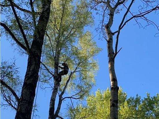 В Брянске убирают аварийные деревья с кладбищ