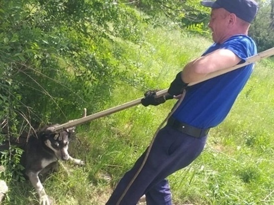 В Новошахтинске спасли упавшую в колодец собаку