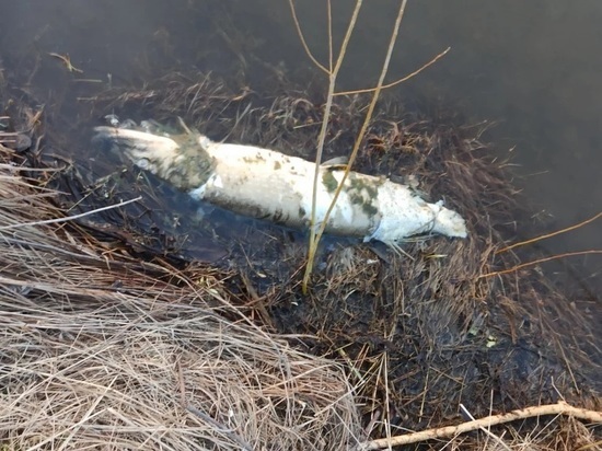 В сибирских реках и озерах массово гибнет рыба