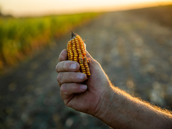 Reuters сообщает о последнем рейсе  с грузом украинской кукурузы в рамках зерновой сделки