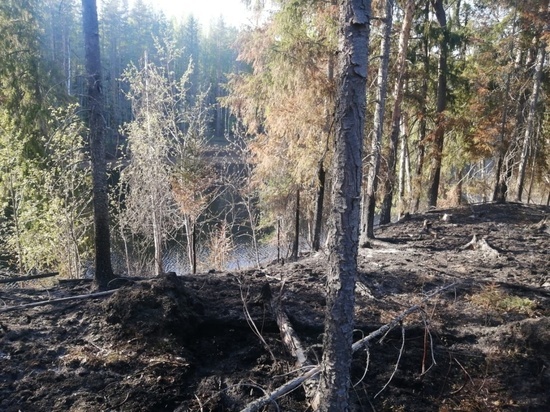 Еще один лесной пожар потушили в Вологодской области
