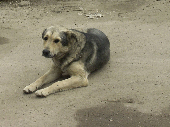Депутат Госдумы Тумусов предложил обучать уличных агрессивных собак для службы на спецоперации