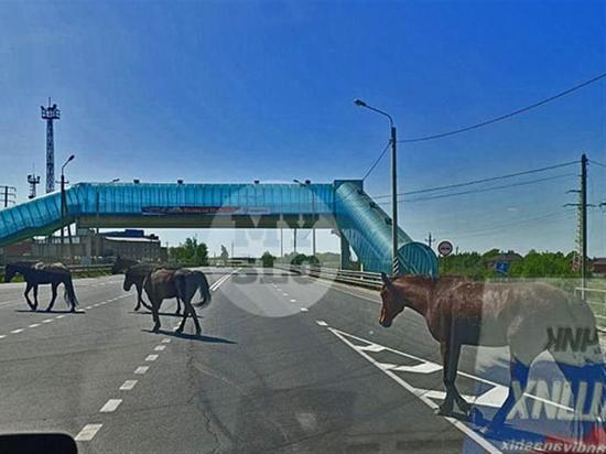Гуляющие сами по себе лошади перекрыли трассу М-2 в Щёкинском районе