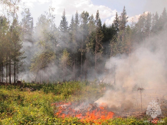 В Удмуртии введен запрет на посещение лесов из-за высокой пожарной опасности