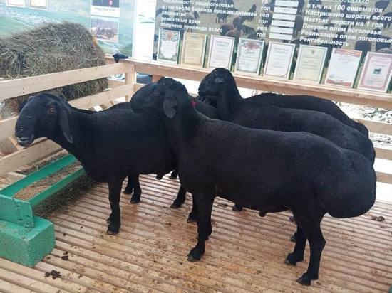 Астраханские животноводы принимают участие в выставке племенных овец и коз