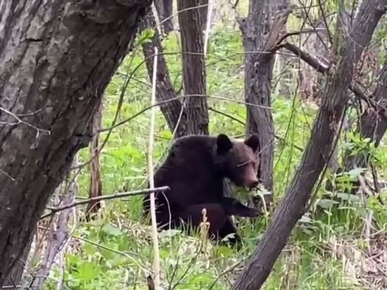 Завтрак молодого медведя на Сахалине попал на видео