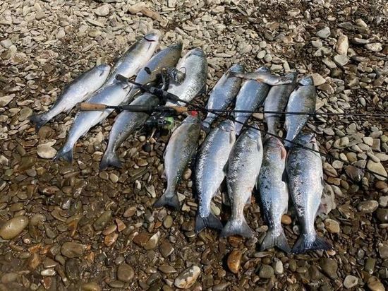 «Крупняк пошел»: рыбак на Сахалине показал свой улов симы