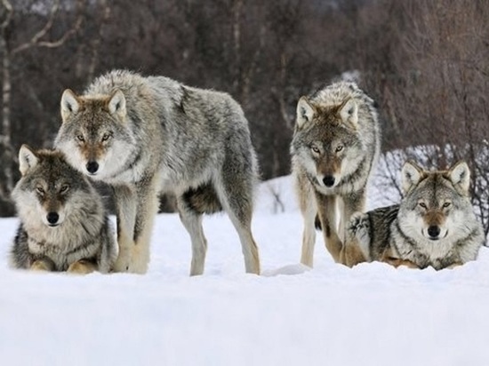 В Ярославской области осталось всего 12 волков