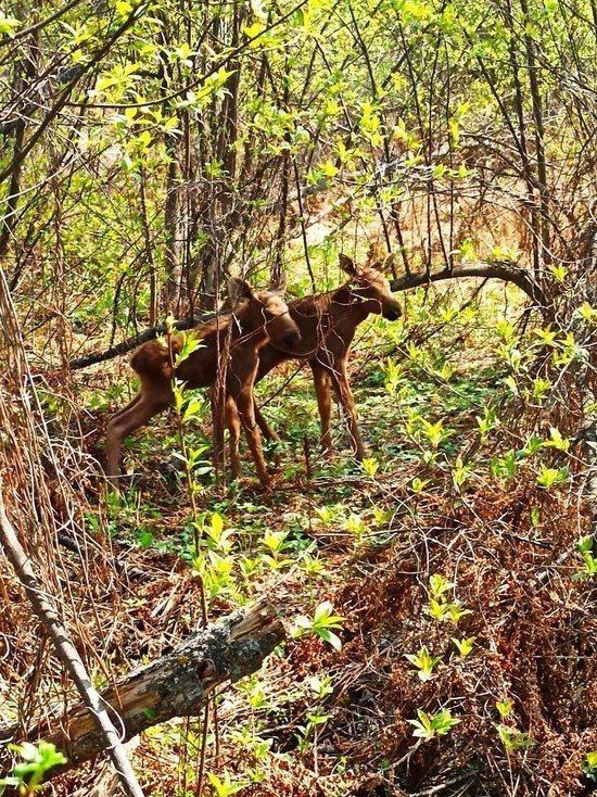 Прогуливающихся лосят встретили на Зигальге