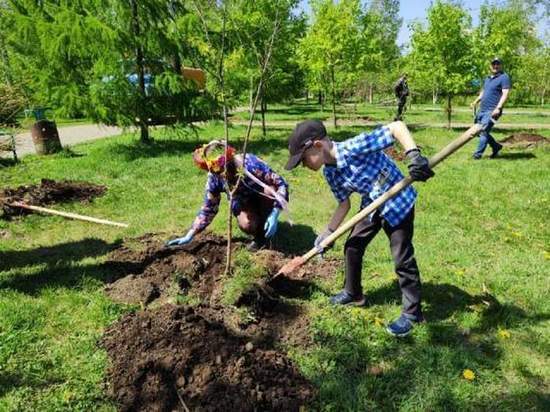 В рамках акции «Посади ребенку дерево» посадили деревья в хабаровском сквере