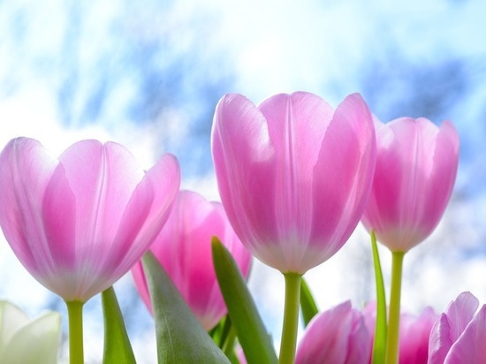 В Калмыкии 18 мая ожидается по-летнему теплая погода