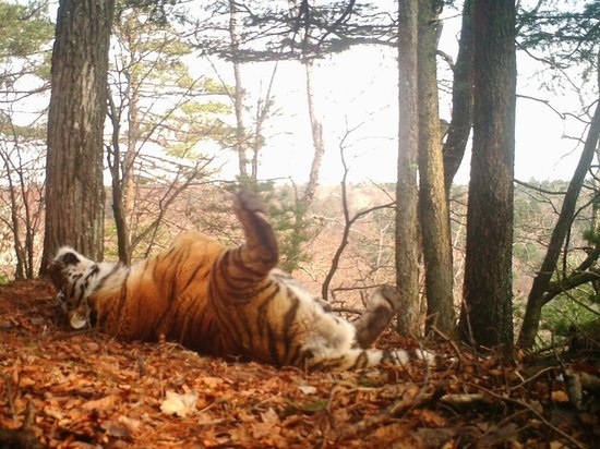 Тигр показал всю свою красоту перед фотоловушкой в Приморье
