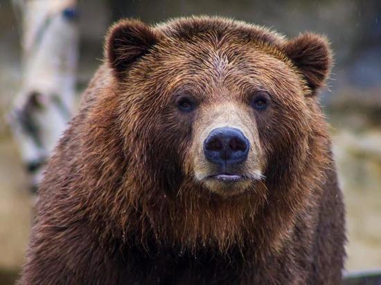 В Бурятии охотники едва не полакомились мясом зараженных медведей