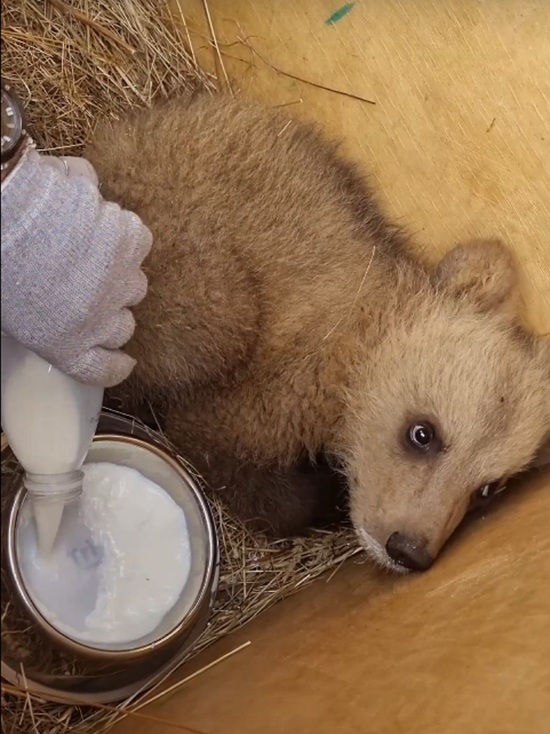 В «Центр спасения медвежат-сирот» Тверской области везут еще одного подопечного