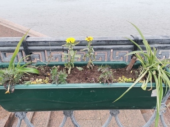 Неизвестные украли цветы на Набережной Волги