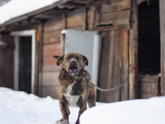 Штрафы за неправильный выгул и кормление собак введут в Алтайском крае
