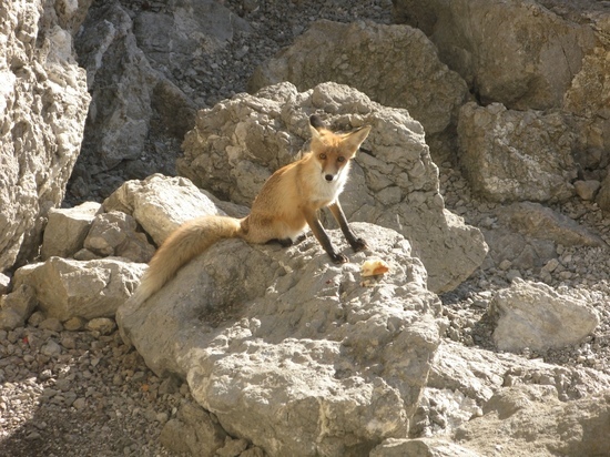 Плотоядных животных Подмосковья накормят лечебным лакомством