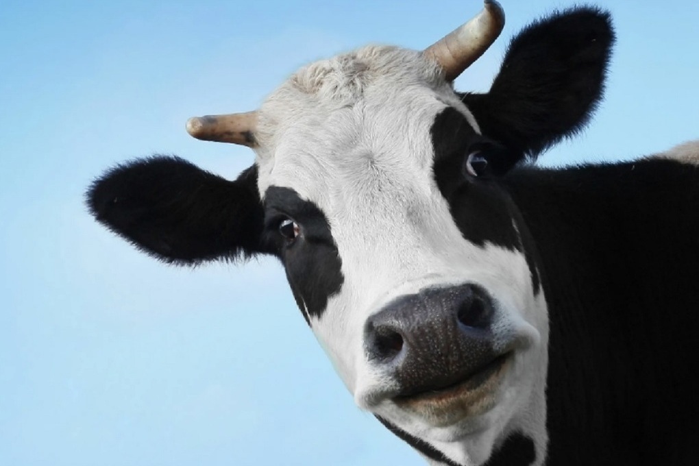 Костромские технологии: специалисты из Сельхозакадемии научились улучшать породу коров на генетическом уровне