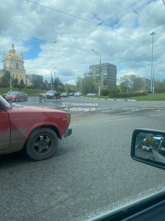 Соцсети: коровы стали участниками дорожного движения в Новокузнецке