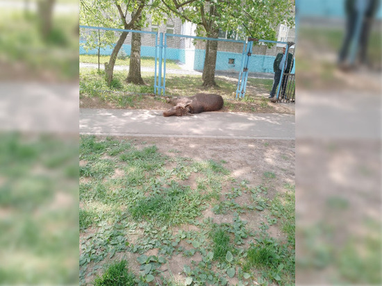 В Ижевске погиб лось, наскочивший на забор и получивший смертельную травму