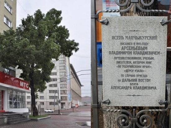 Ясень Арсеньева из Хабаровска участвует в конкурсе «Российское дерево года - 2023»