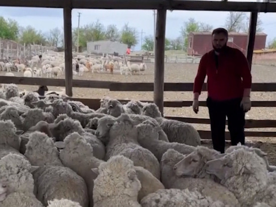 На выставке в Дагестане объявили о розыгрыше племенных овец
