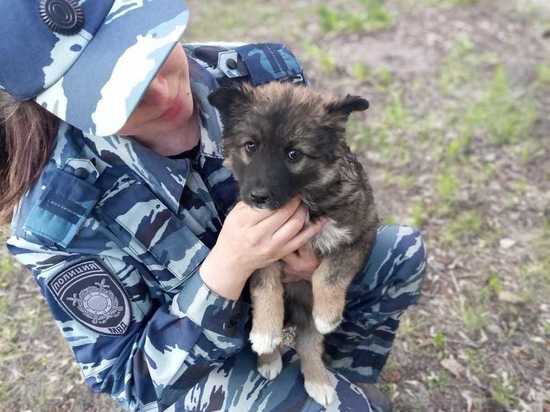 Полицейские Новосибирска приютили щенка Муху