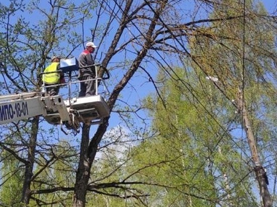 В Калуге с начала года удалили 357 деревьев